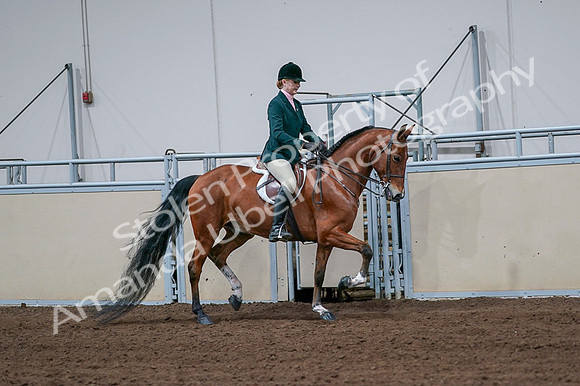 2020 - AB Morgan Horse - Fri, Sept 04 - 01859