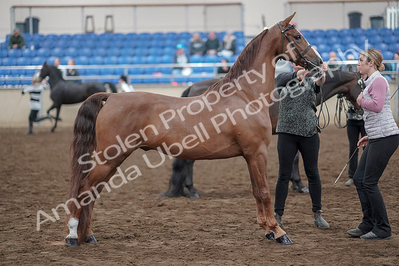 2019 Morgan Horse Show - Aug 31, 2019 - 03760