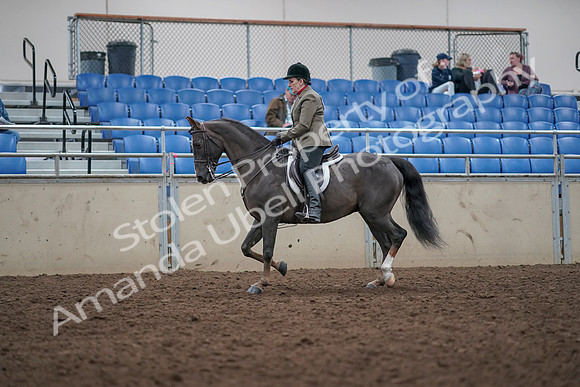 2019 Morgan Horse Show - Aug 31, 2019 - 14740