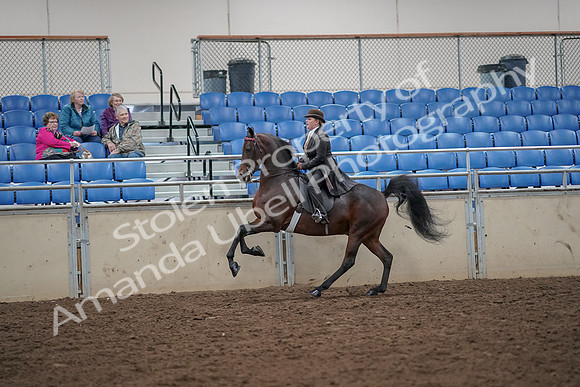 2019 Morgan Horse Show - Aug 30, 2019 - 28018