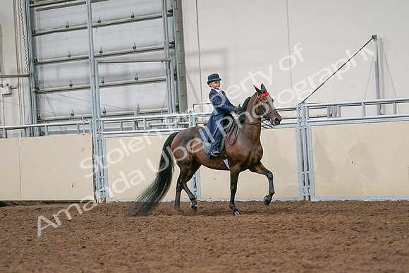 2020 - AB Morgan Horse - Sat, Sept 05 - 04824