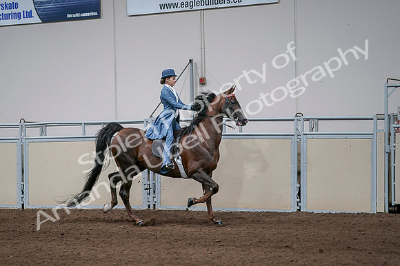 2020 - AB Morgan Horse - Fri, Sept 04 - 05131