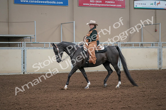 2019 Morgan Horse Show - Aug 31, 2019 - 06056