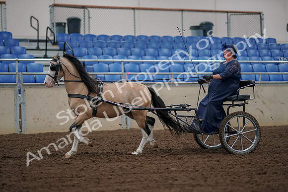 2019 Morgan Horse Show - Aug 30, 2019 - 13213