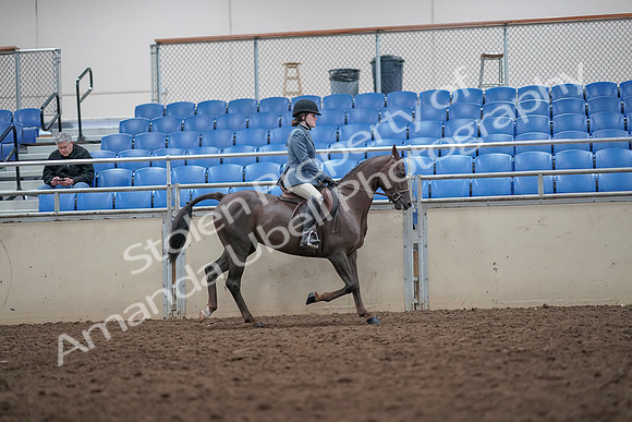 2019 Morgan Horse Show - Aug 31, 2019 - 16740