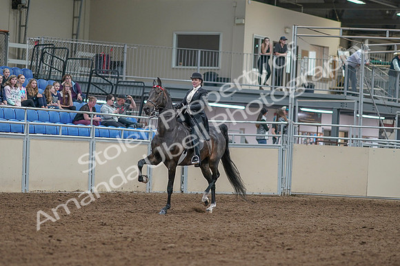 2020 - AB Morgan Horse - Fri, Sept 04 - 11316