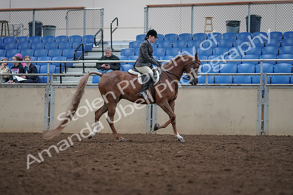2019 Morgan Horse Show - Aug 31, 2019 - 16163