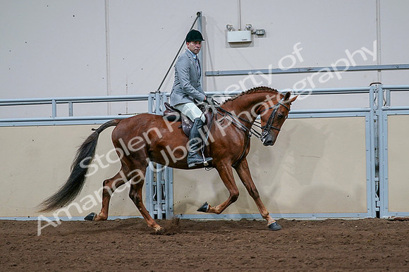 2020 - AB Morgan Horse - Fri, Sept 04 - 01796