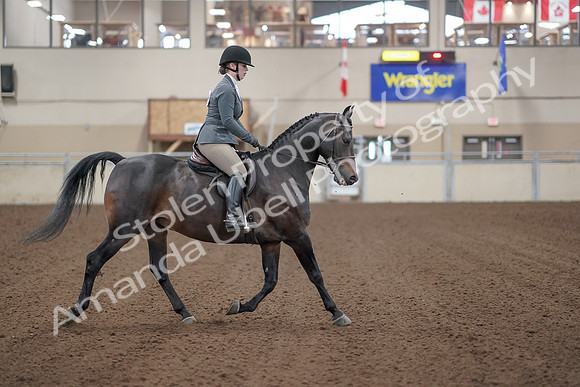 2019 Morgan Horse Show - Sept 01, 2019 - 11028