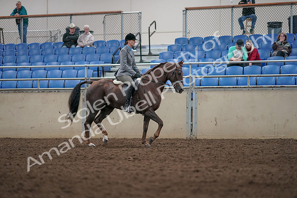 2019 Morgan Horse Show - Aug 31, 2019 - 07422