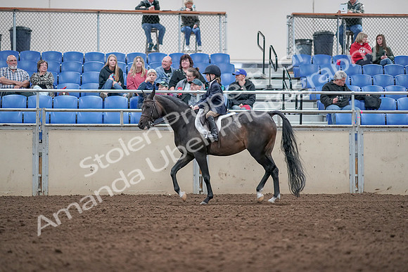 2019 Morgan Horse Show - Aug 31, 2019 - 19518