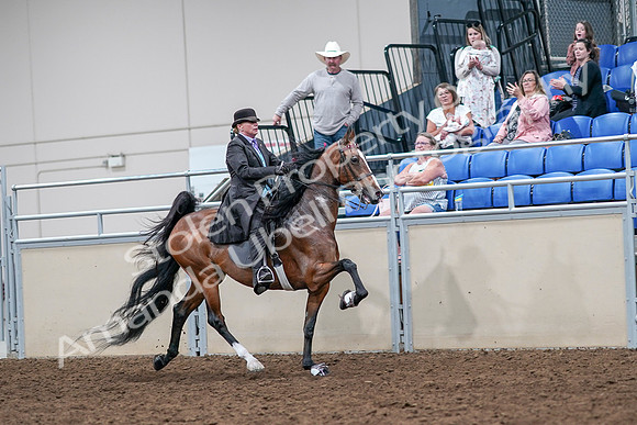 2020 - AB Morgan Horse - Sat, Sept 05 - 13210
