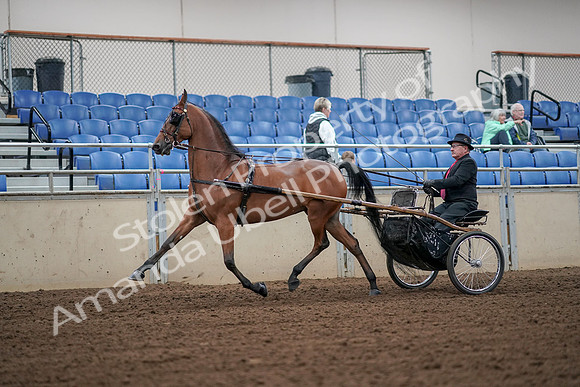 2019 Morgan Horse Show - Aug 30, 2019 - 13310