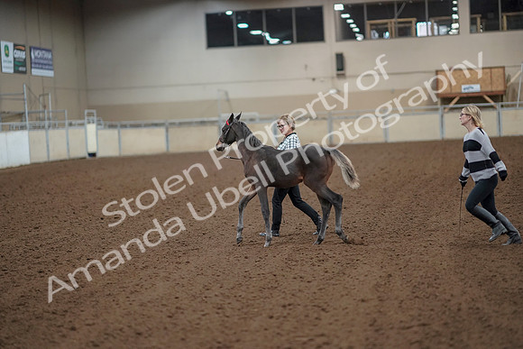 2019 Morgan Horse Show - Aug 30, 2019 - 24911