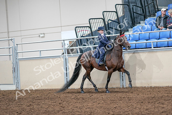 2020 - AB Morgan Horse - Sat, Sept 05 - 04878
