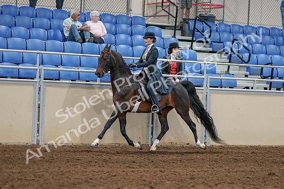 2020 - AB Morgan Horse - Sat, Sept 05 - 06294