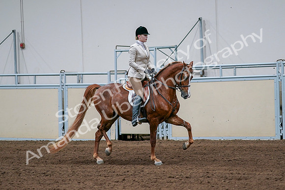 2020 - AB Morgan Horse - Fri, Sept 04 - 01707