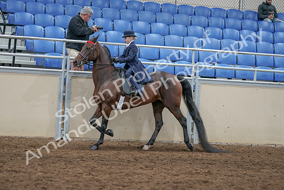 2020 - AB Morgan Horse - Sat, Sept 05 - 04778