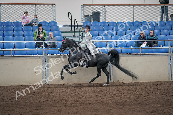 2019 Morgan Horse Show - Aug 31, 2019 - 09503