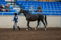 2020 - AB Morgan Horse - Fri, Sept 04 - 00730