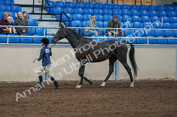 2020 - AB Morgan Horse - Fri, Sept 04 - 00730