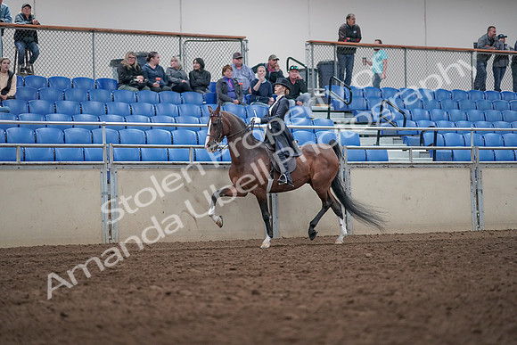 2019 Morgan Horse Show - Aug 31, 2019 - 20483