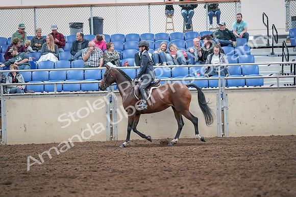 2019 Morgan Horse Show - Aug 31, 2019 - 21381