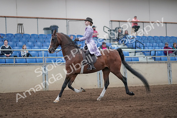 2019 Morgan Horse Show - Sept 01, 2019 - 07394