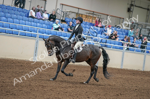 2020 - AB Morgan Horse - Fri, Sept 04 - 05826