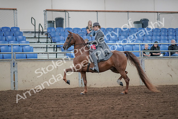 2019 Morgan Horse Show - Aug 30, 2019 - 15365