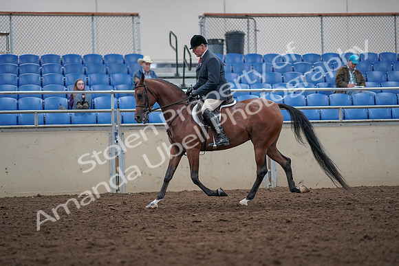 2019 Morgan Horse Show - Aug 31, 2019 - 14716