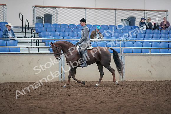2019 Morgan Horse Show - Aug 31, 2019 - 14750