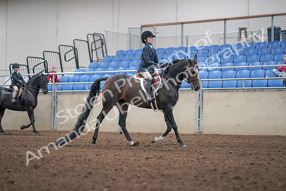 2019 Morgan Horse Show - Aug 31, 2019 - 19624