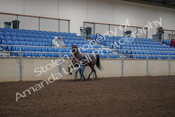 2019 Morgan Horse Show - Aug 31, 2019 - 01044