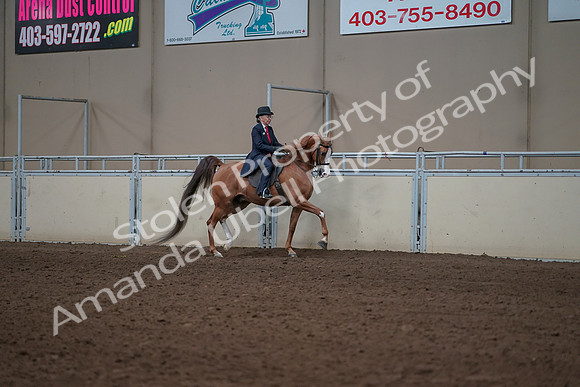 2019 Morgan Horse Show - Sept 01, 2019 - 11995