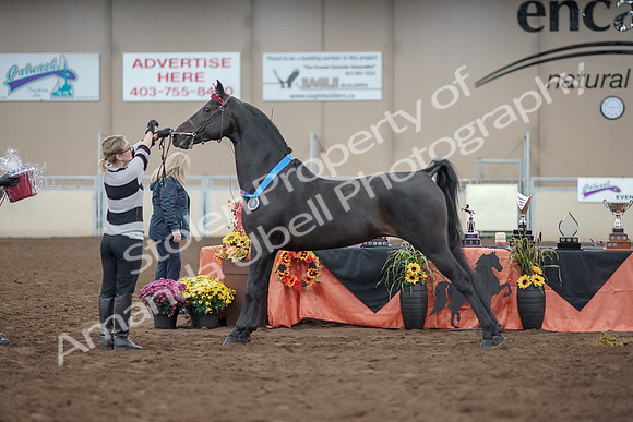 2019 Morgan Horse Show - Aug 31, 2019 - 00966
