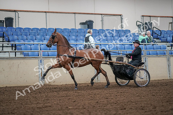 2019 Morgan Horse Show - Aug 30, 2019 - 13309