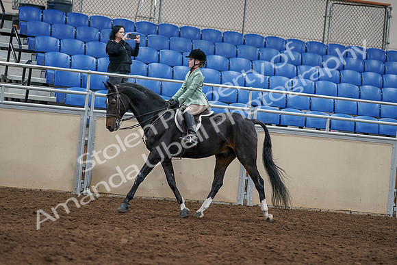 2020 - AB Morgan Horse - Sun, Sept 06 - 07805