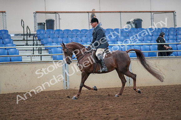 2019 Morgan Horse Show - Aug 30, 2019 - 17332
