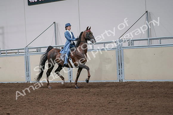 2020 - AB Morgan Horse - Fri, Sept 04 - 05110