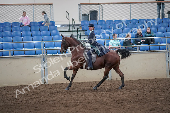 2019 Morgan Horse Show - Aug 31, 2019 - 08858