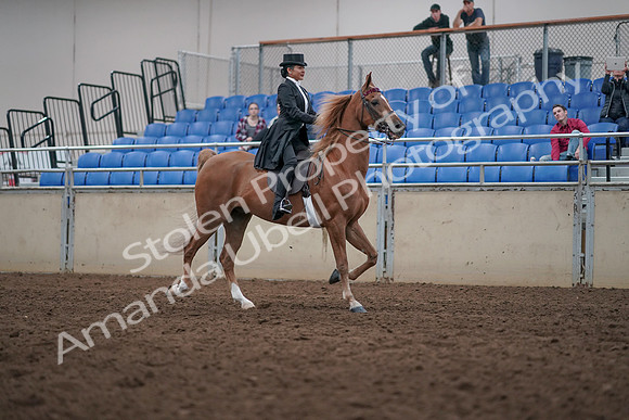2019 Morgan Horse Show - Aug 31, 2019 - 20712
