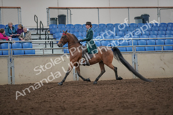 2019 Morgan Horse Show - Aug 30, 2019 - 27962
