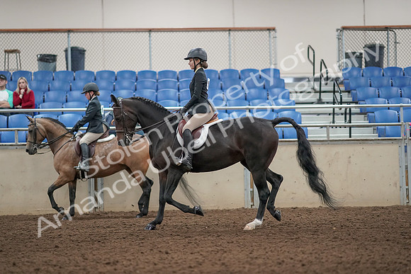 2019 Morgan Horse Show - Aug 31, 2019 - 04855