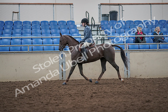 2019 Morgan Horse Show - Aug 31, 2019 - 16566