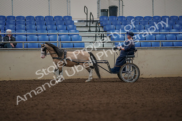 2019 Morgan Horse Show - Aug 31, 2019 - 04280