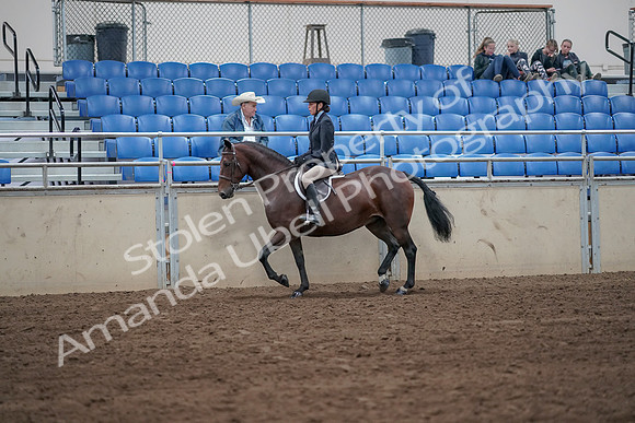 2019 Morgan Horse Show - Sept 01, 2019 - 12757