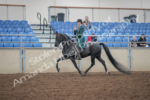 2019 Morgan Horse Show - Aug 30, 2019 - 15335