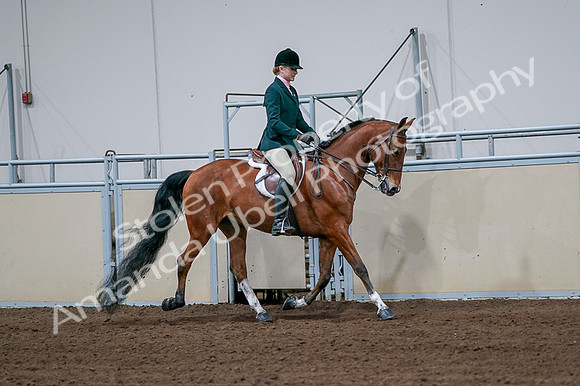 2020 - AB Morgan Horse - Fri, Sept 04 - 01862