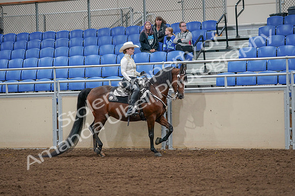2020 - AB Morgan Horse - Fri, Sept 04 - 08438